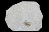 Fossil March Fly (Plecia) From Wyoming - Exceptional Example #77853-1